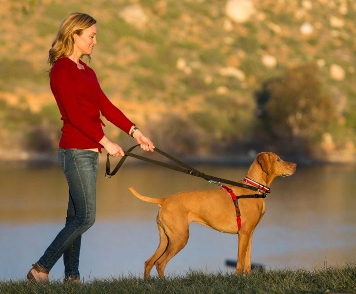 A dog wearing a Halti Front Control Harness by a lake