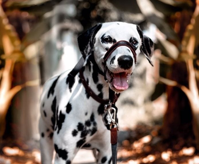 Dalmation dog wearing a Halti Optifit Headcollar
