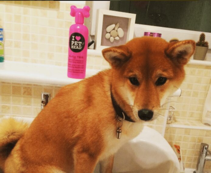 A dog next to a bottle of Pet Head Dirty Talk