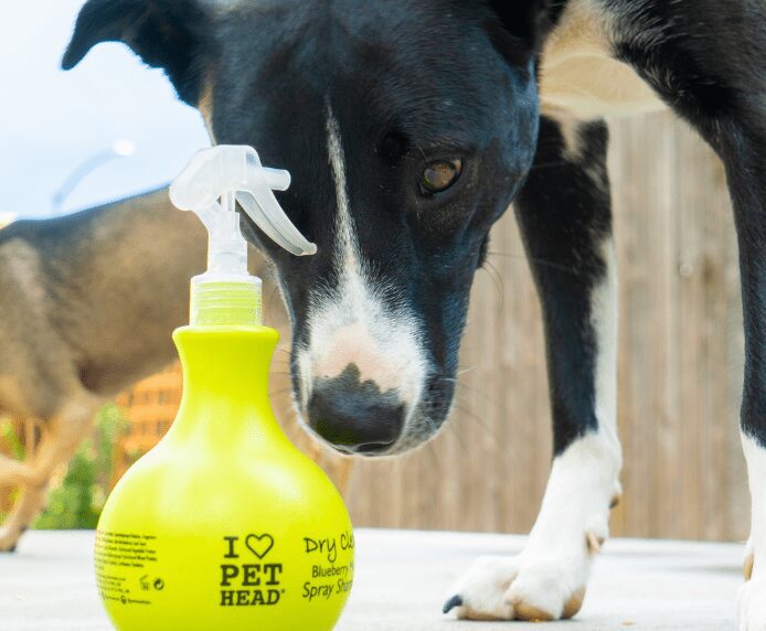 A dog in the garden next to a bottle of Dry Clean Spray