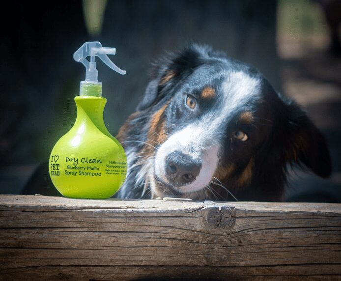 A dog next to a bottle of Dry Clean Spray on a farm
