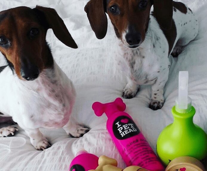 Two dogs on a bed next to a selection of Pet Head products