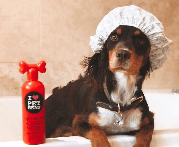 A small dog in a shower cap next to a bottle Pet Head Life's an Itch