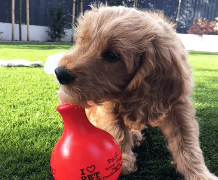 A dog smelling some Pet Head Poof Spray