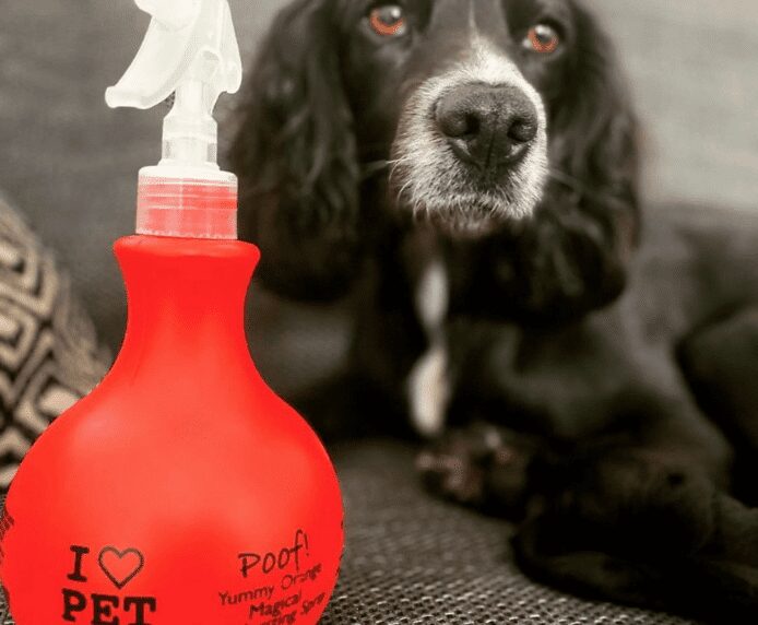 A dog sat on the couch next to a bottle of Pet Head Poof Spray
