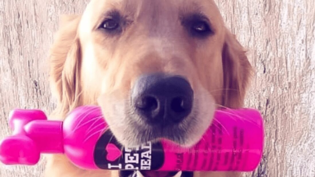 A dog holing a Pet Head product in its mouth