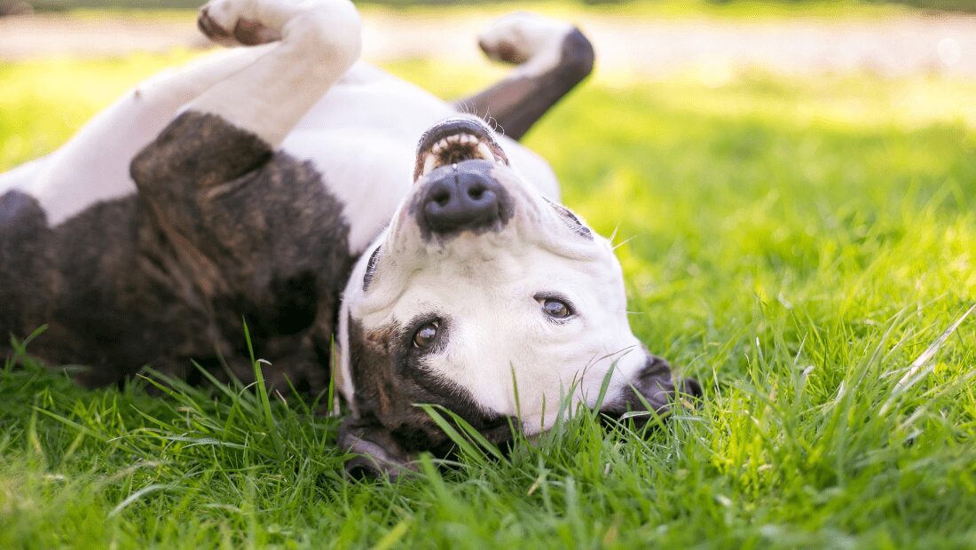 A dog playing on its back in grass