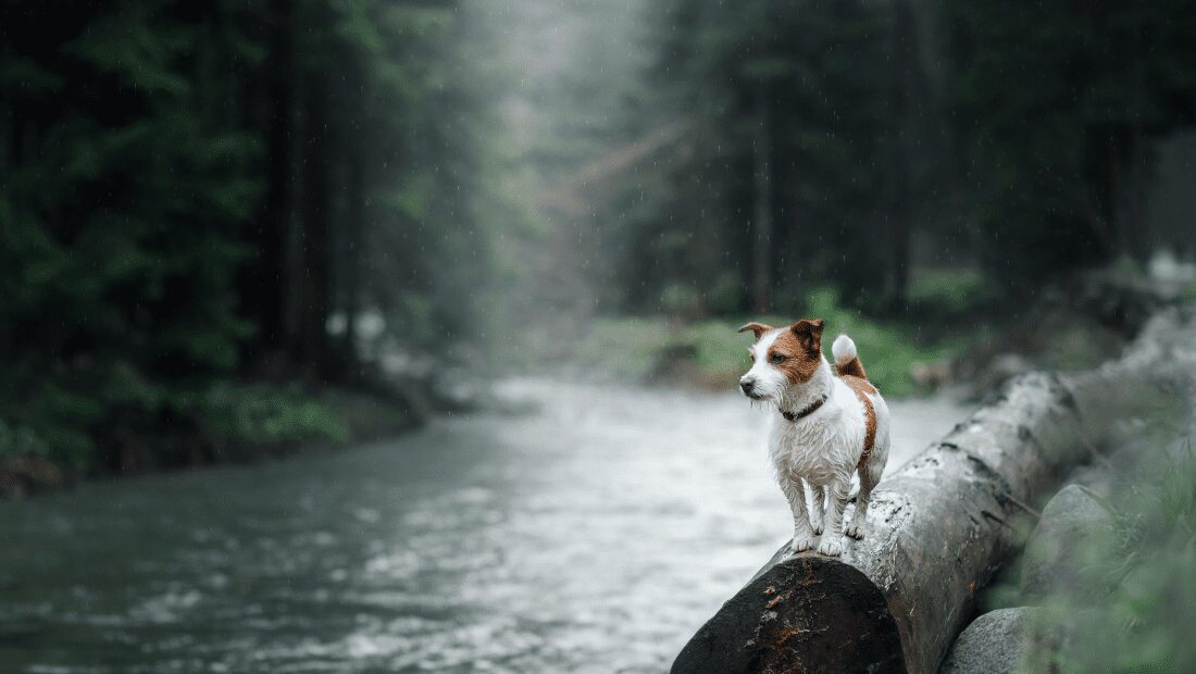 A dog stood on a log by a stream