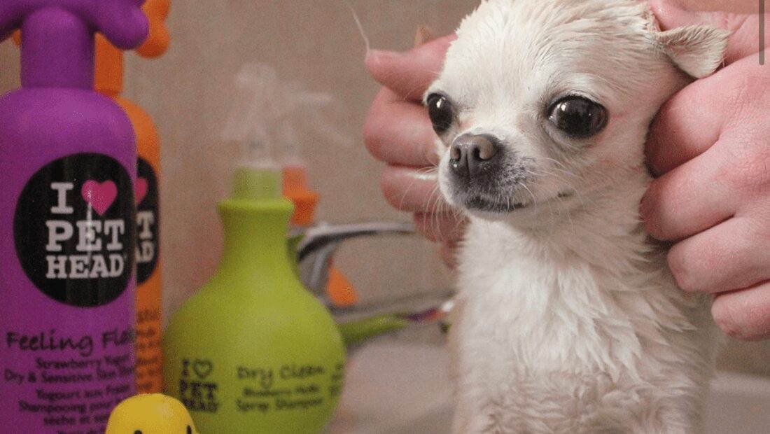 A dog being pampered next to some Pet Head products