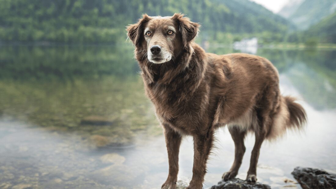 A dog sat by a lake