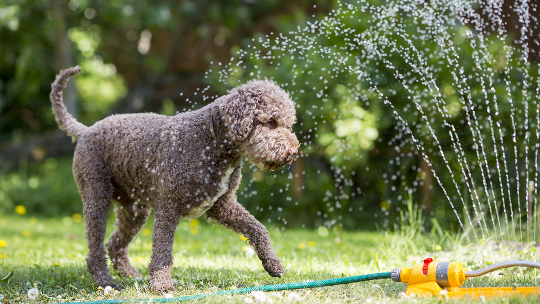 A dog playing with a sprinkler in a garden