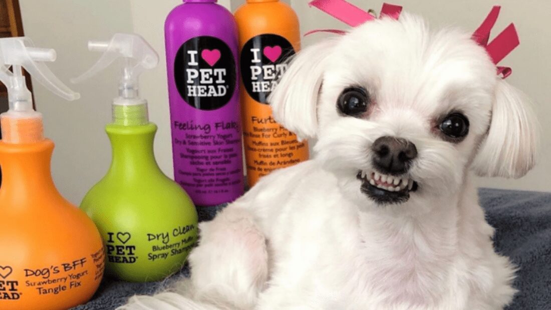 A very well pampered dog looking delighted next to Pet Head products