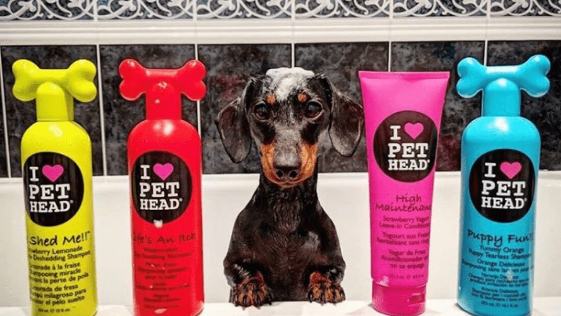 A Dachshund in the bath with some Pet Head bottles