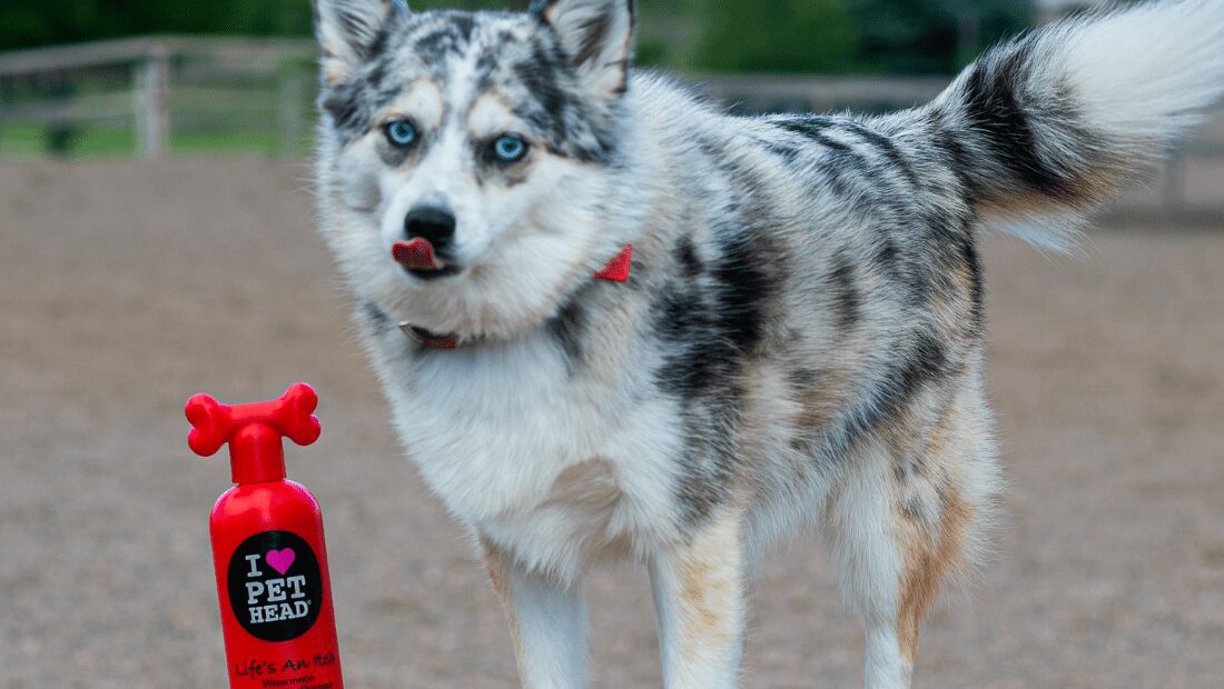 A blue eyed dog next to a bottle of Pet Head's Life an Itch