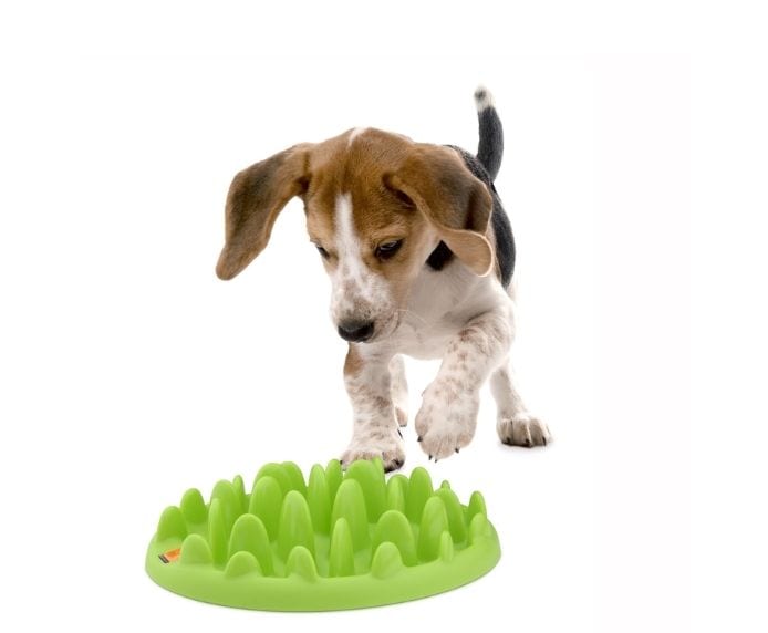 A dog playing with a Green Slow Feeder