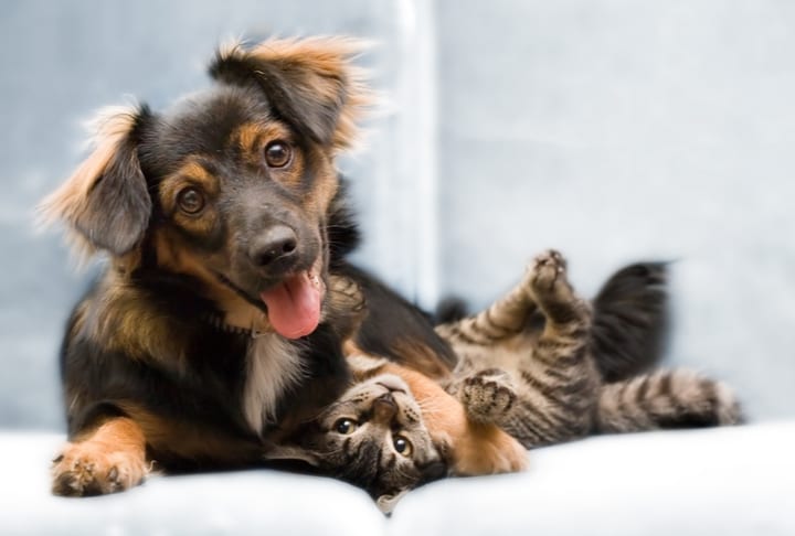 a dog and a cat playing happily together on a bed