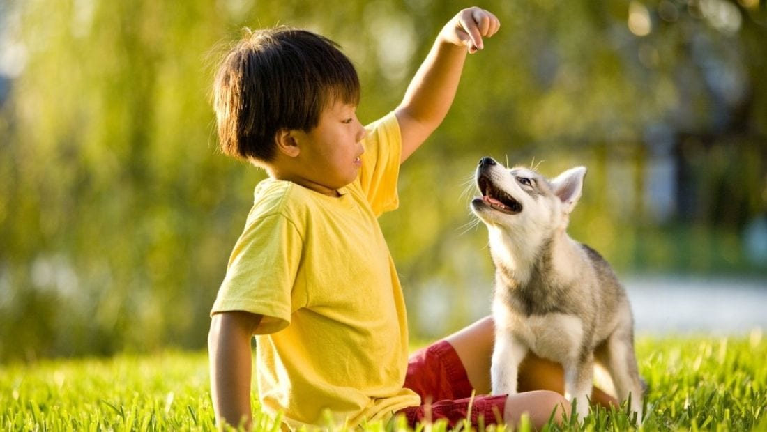 a young child feeding a treat to a puppy in a field while the sun shines