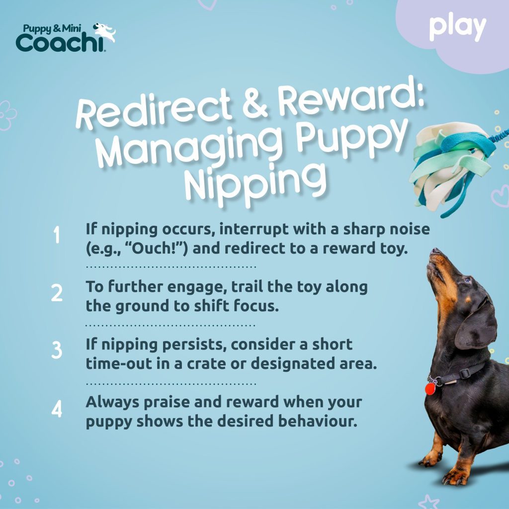 Coachi infographic on managing puppy nipping with four tips: interrupting nipping, redirecting with a reward toy, using time-outs if needed, and praising desired behaviour, shown with a puppy looking up at a tug toy.