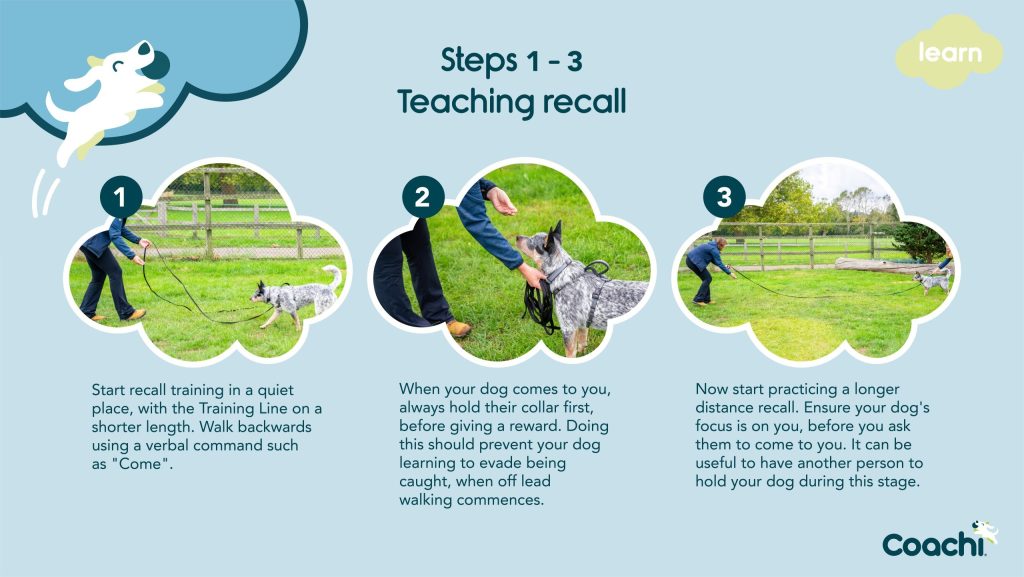 Coachi recall training infographic showing steps 1 to 3: beginning recall with a short training line, rewarding when the dog returns, and progressing to longer-distance recall with support.