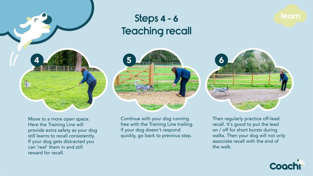 Coachi recall training infographic showing steps 4 to 6: moving to open spaces, practising recall with a trailing training line, and progressing to regular off-lead recall.