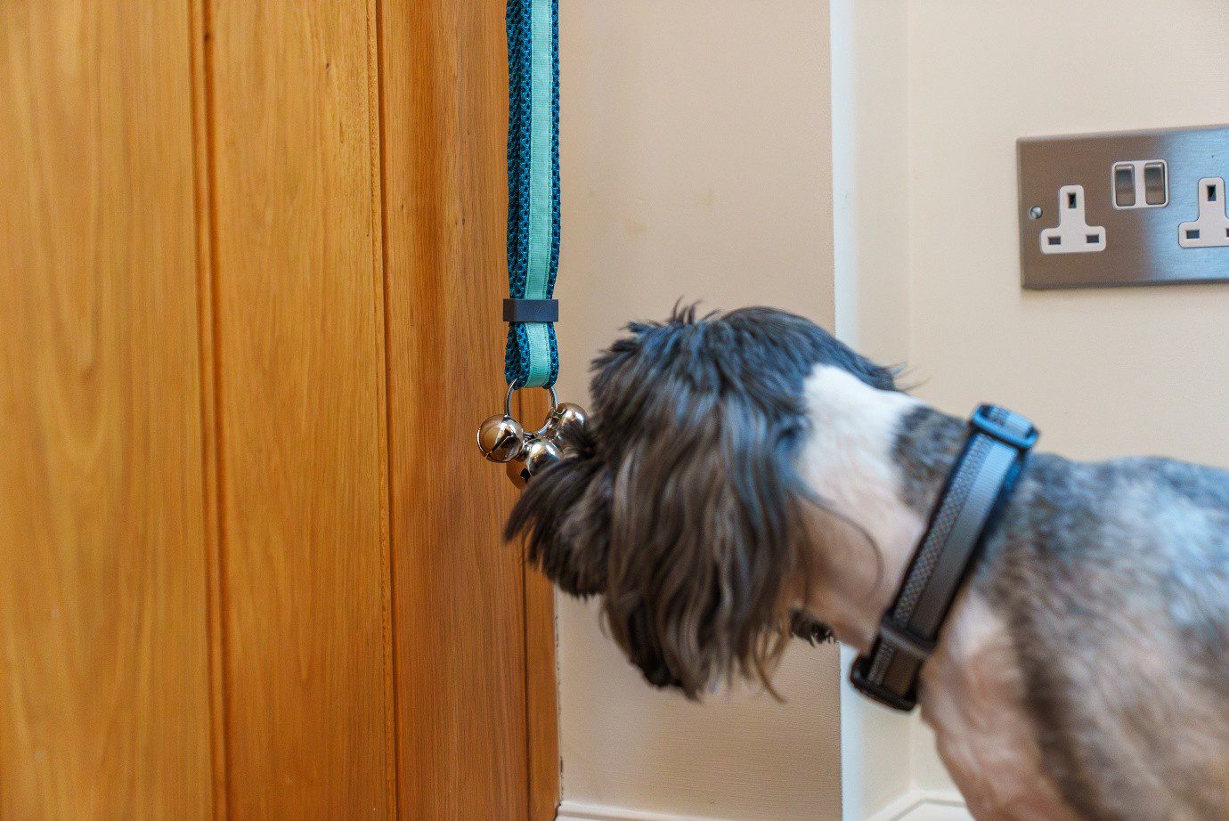 Toilet Training Bells