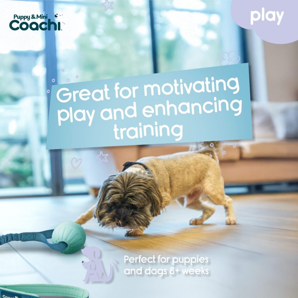 Infographic showing a small dog playing with a Coachi training toy.