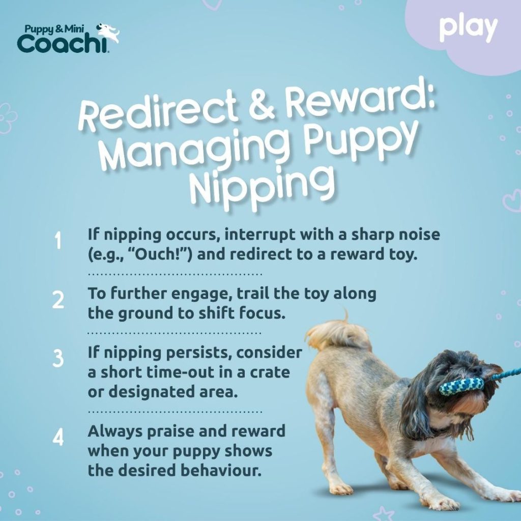Infographic showing four steps for managing puppy nipping using redirect and reward training with a toy