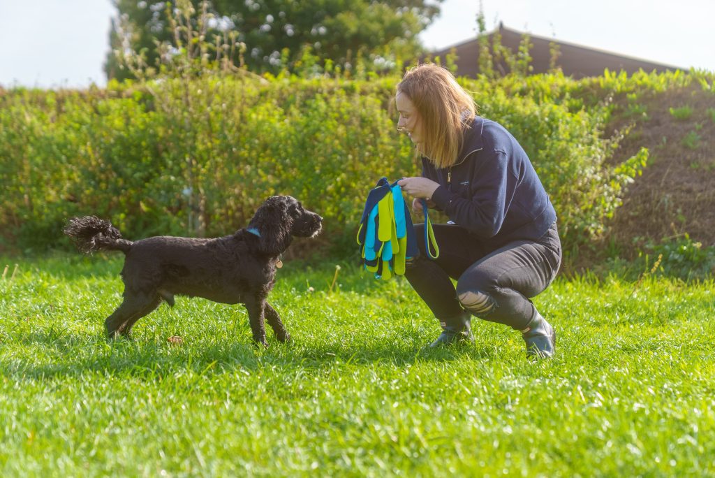 Trainer crouching on grass using a Coachi reward toy to encourage a dog to return during recall training outdoors.