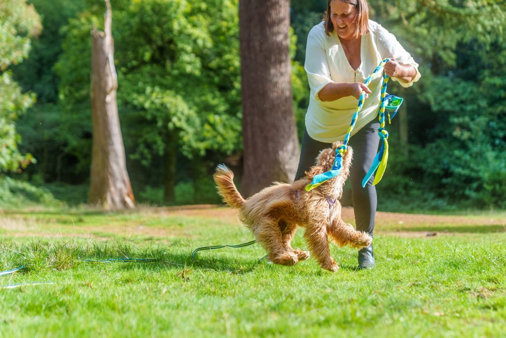 Dog playing tug with a trainer using a Coachi reward toy during outdoor recall training, reinforcing fast returns through play-based rewards.