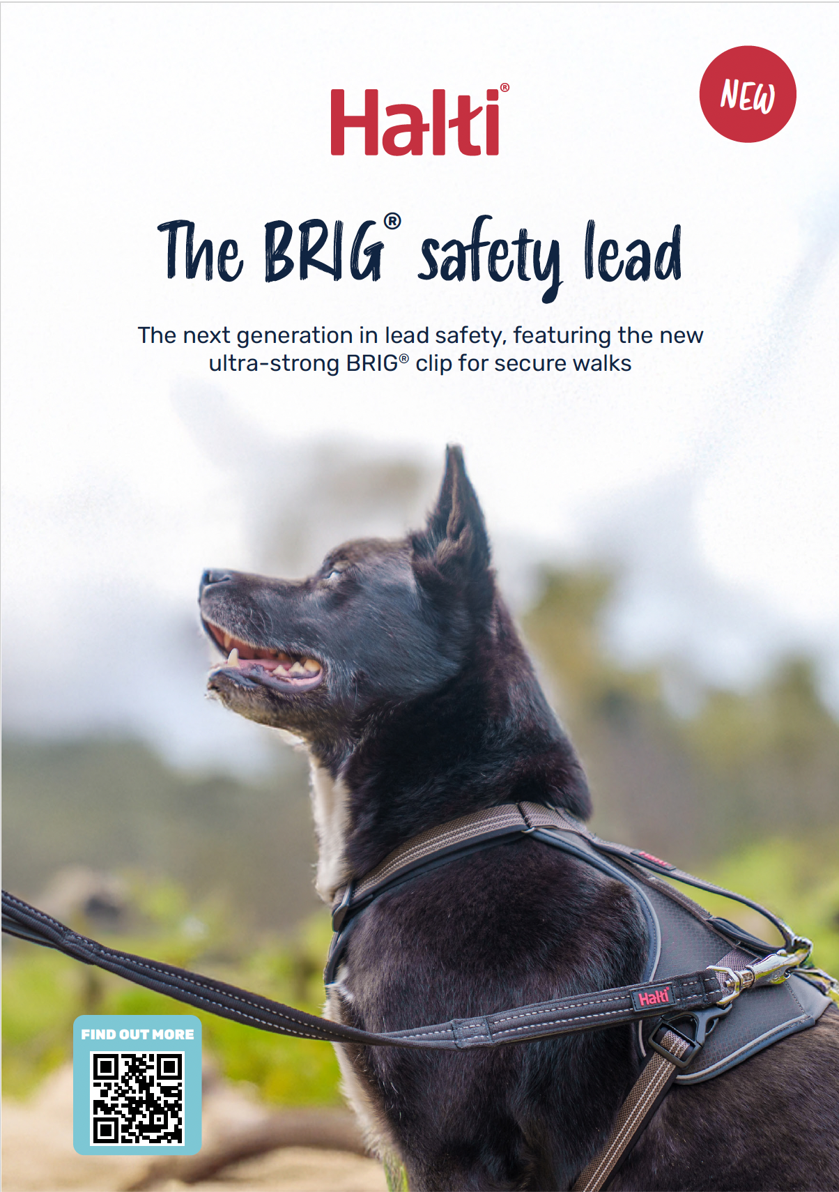 Halti Brig Safety Lead Educational Leaflet