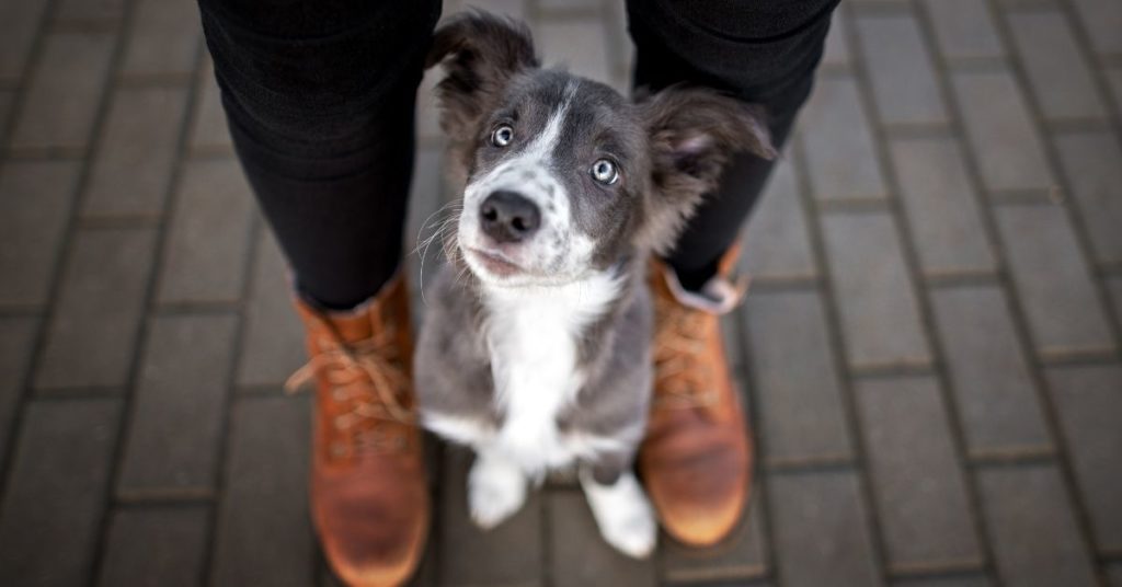 Puppy training tips on getting your dog to middle
