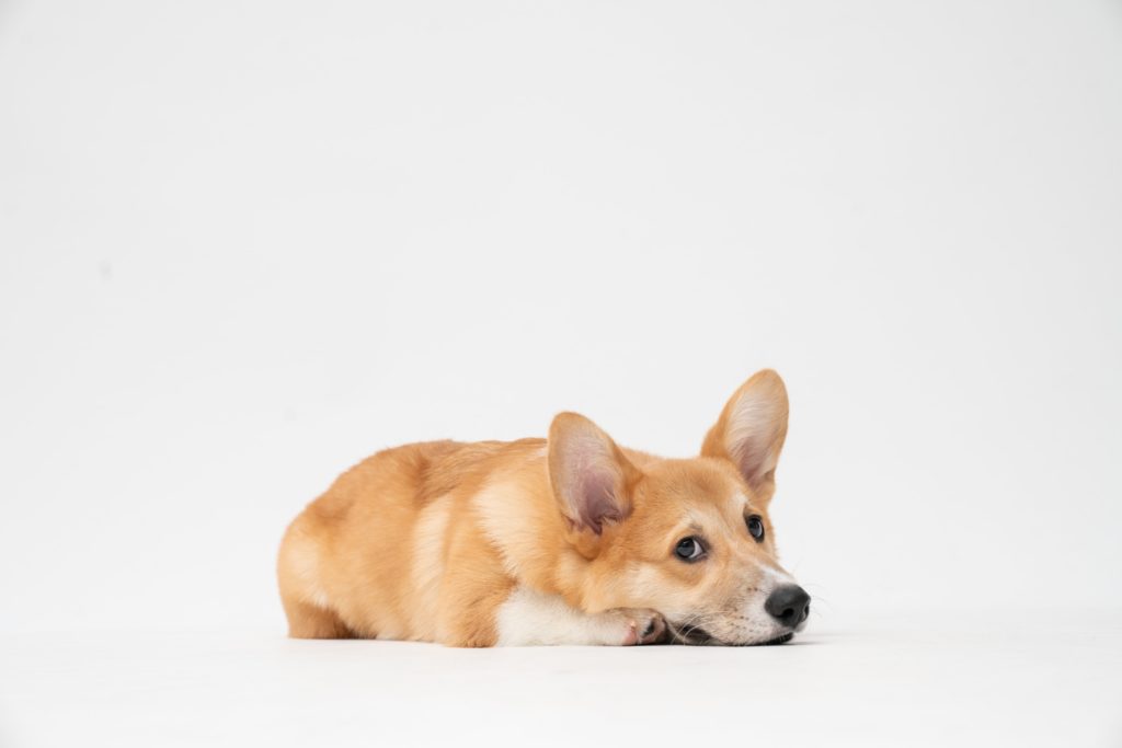 A corgi listening to our puppy training tips